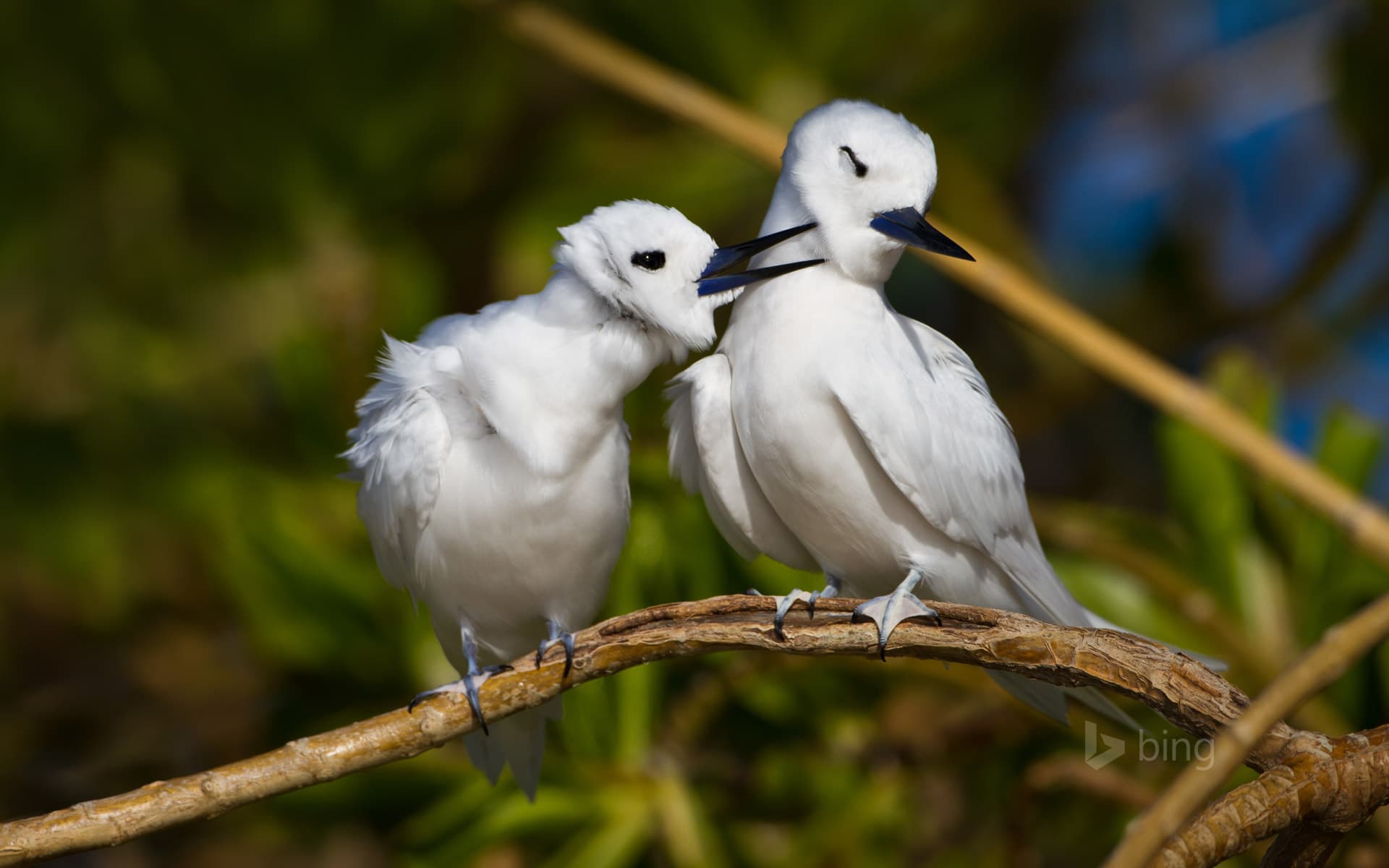 Bing Wallpaper: White terns on Sand Island, Midway Atoll, Papahānaumokuākea Marine National Monument