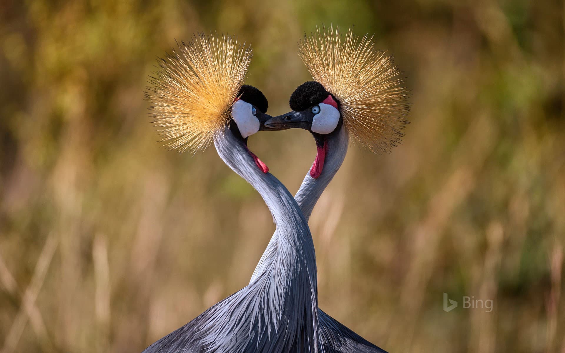 Bing Wallpaper: Grey crowned cranes forming a heart shape