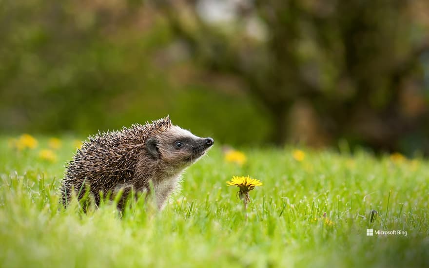 European hedgehog in a garden with dandelions, Bad Driburg, Germany