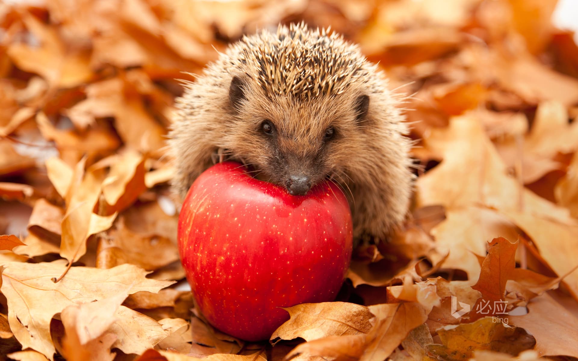 Bing Wallpaper: Hedgehog with red apple