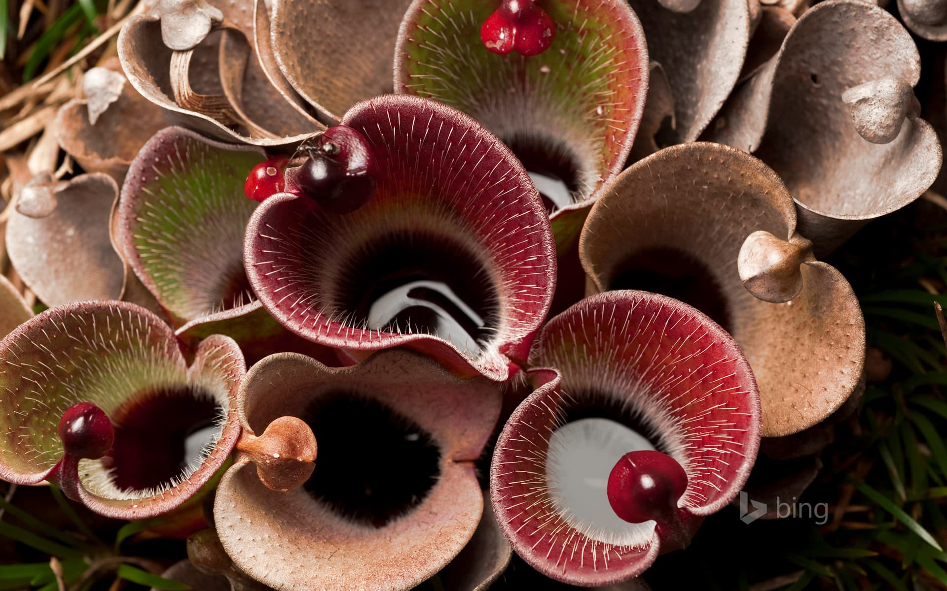 Bing Wallpaper: Pitcher plant