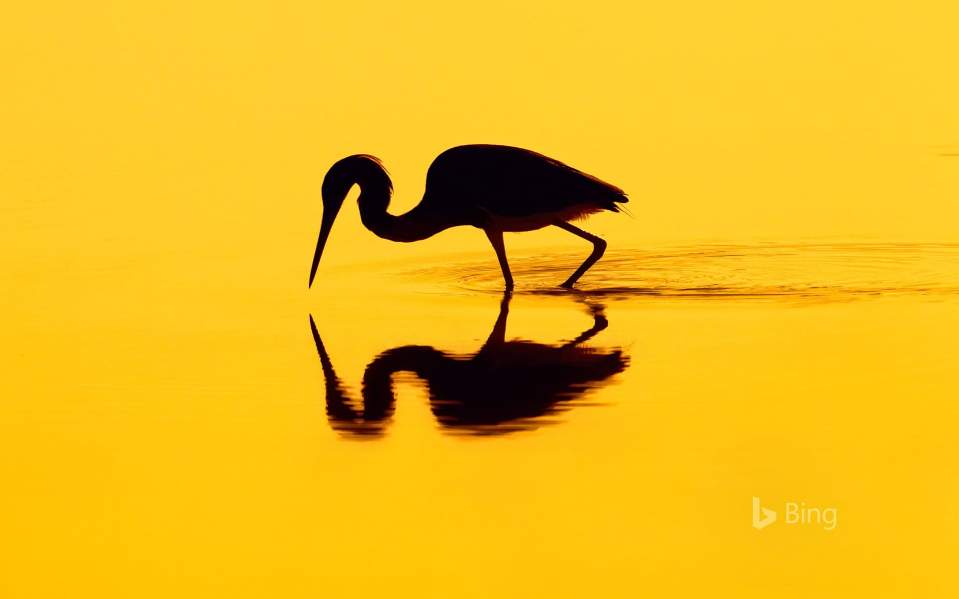 Bing Wallpaper: Silhouette of a heron