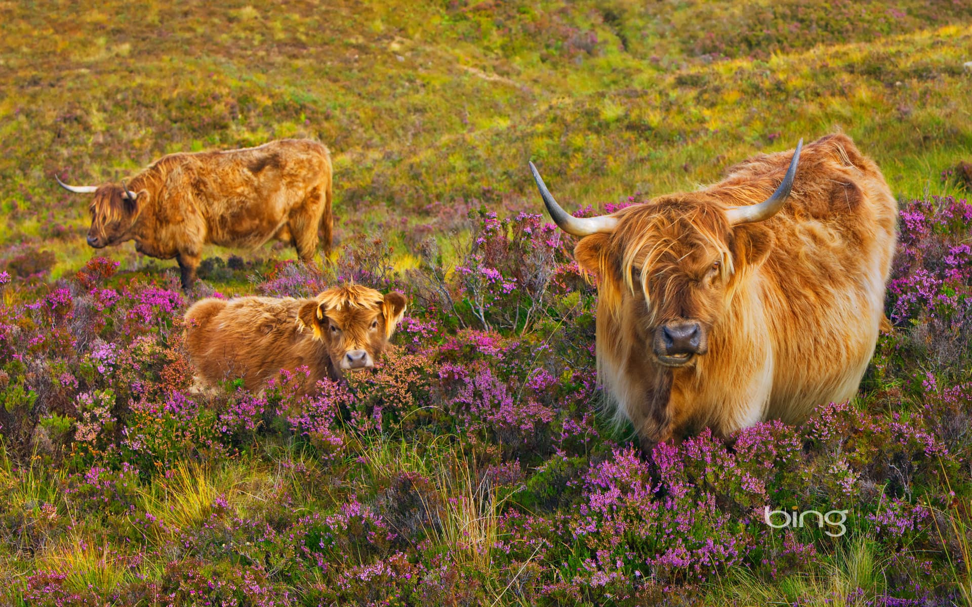 Bing Wallpaper: Highland cattle in a field of heather on the Isle of Skye,  Scotland