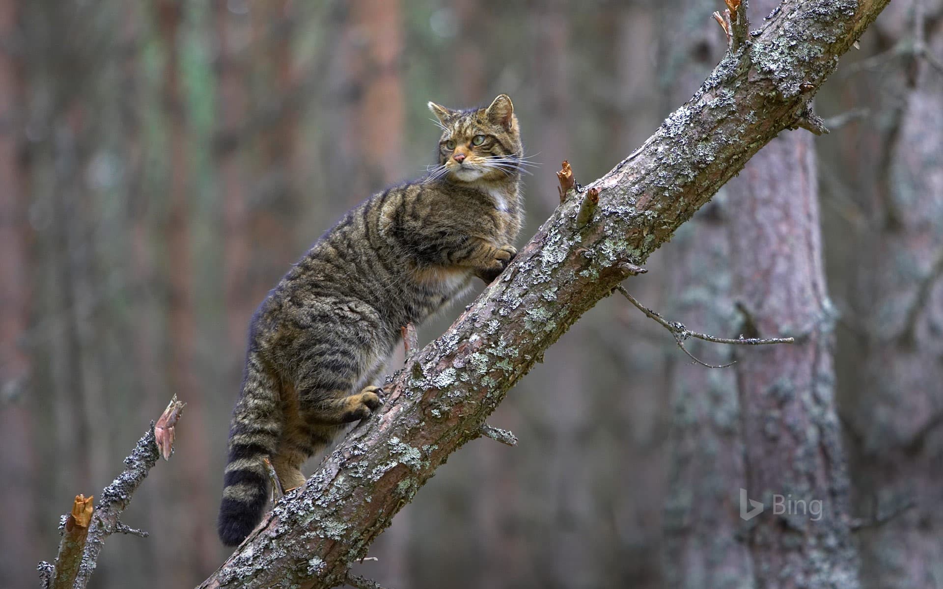 Bing Wallpaper: A Scottish wildcat in Cairngorms National Park, Scotland