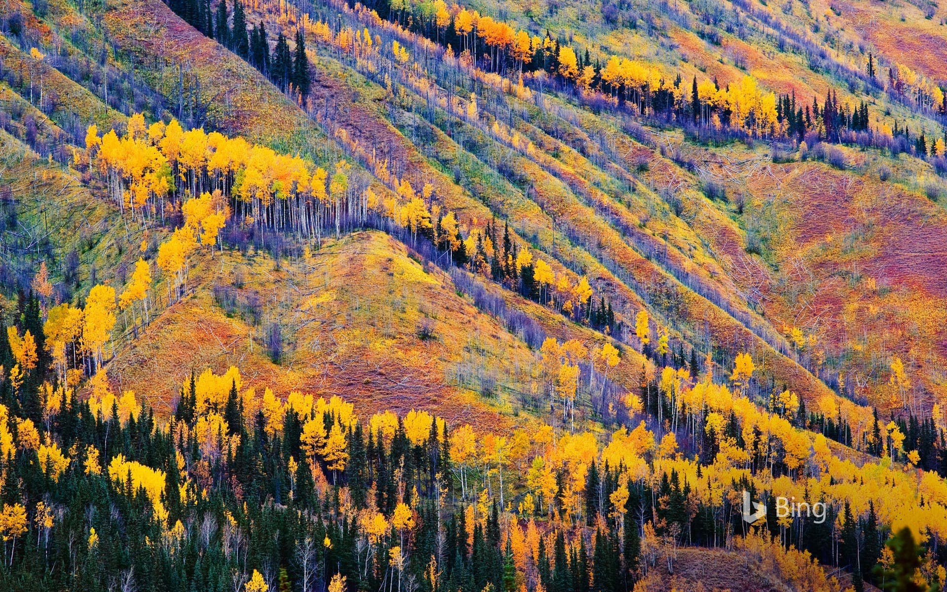 Bing Wallpaper: Fall colors near Toad River, British Columbia, Canada