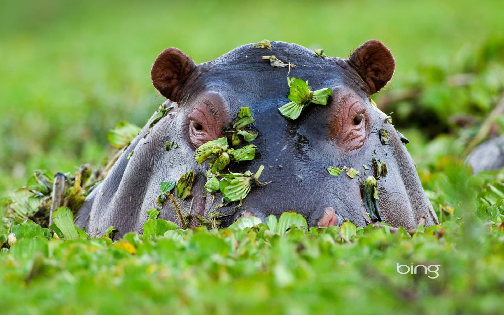 Bing Wallpaper: Hippopotamus, Masai Mara National Reserve, Kenya