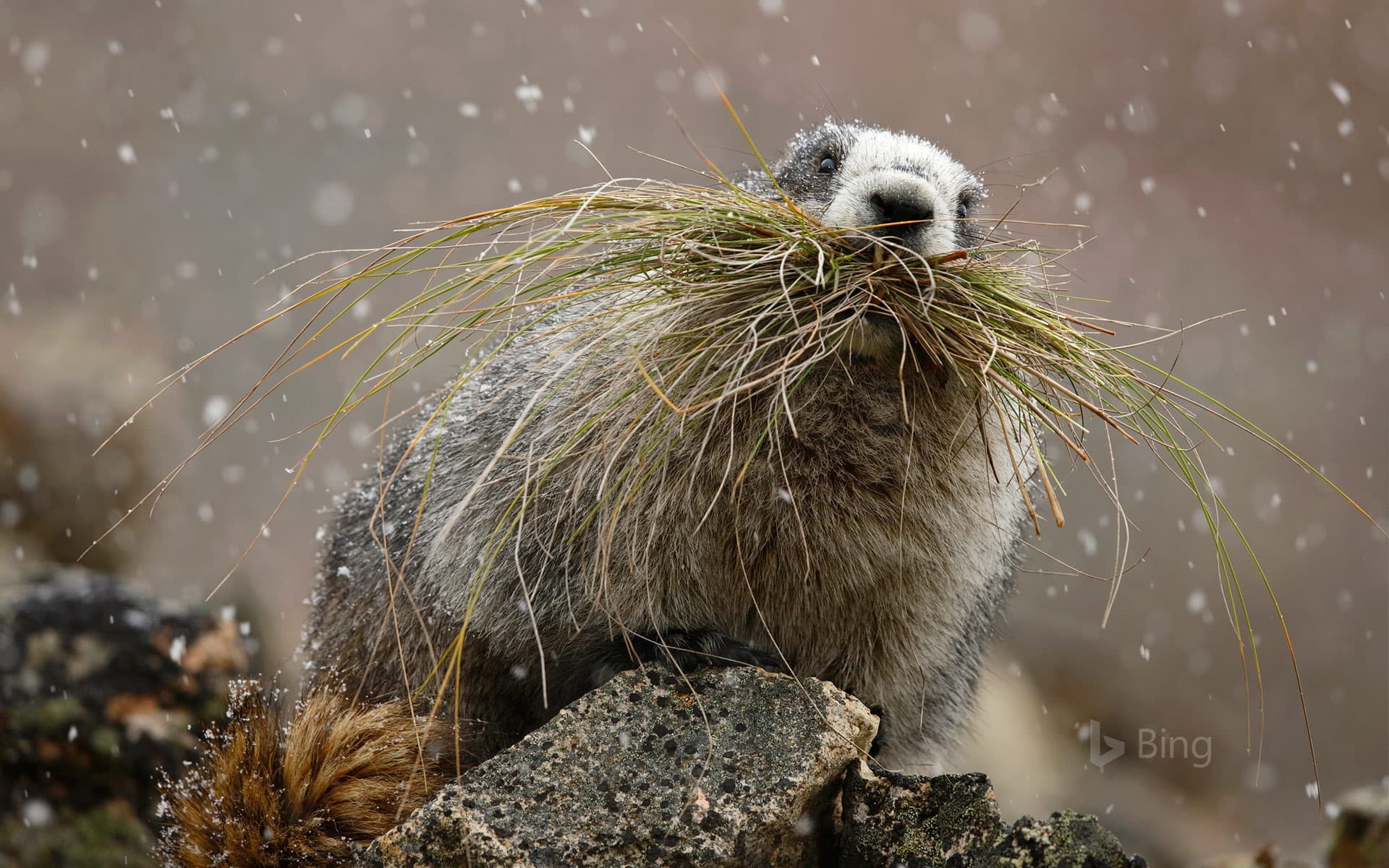 Bing Wallpaper: Hoary marmot in Denali National Park, Alaska