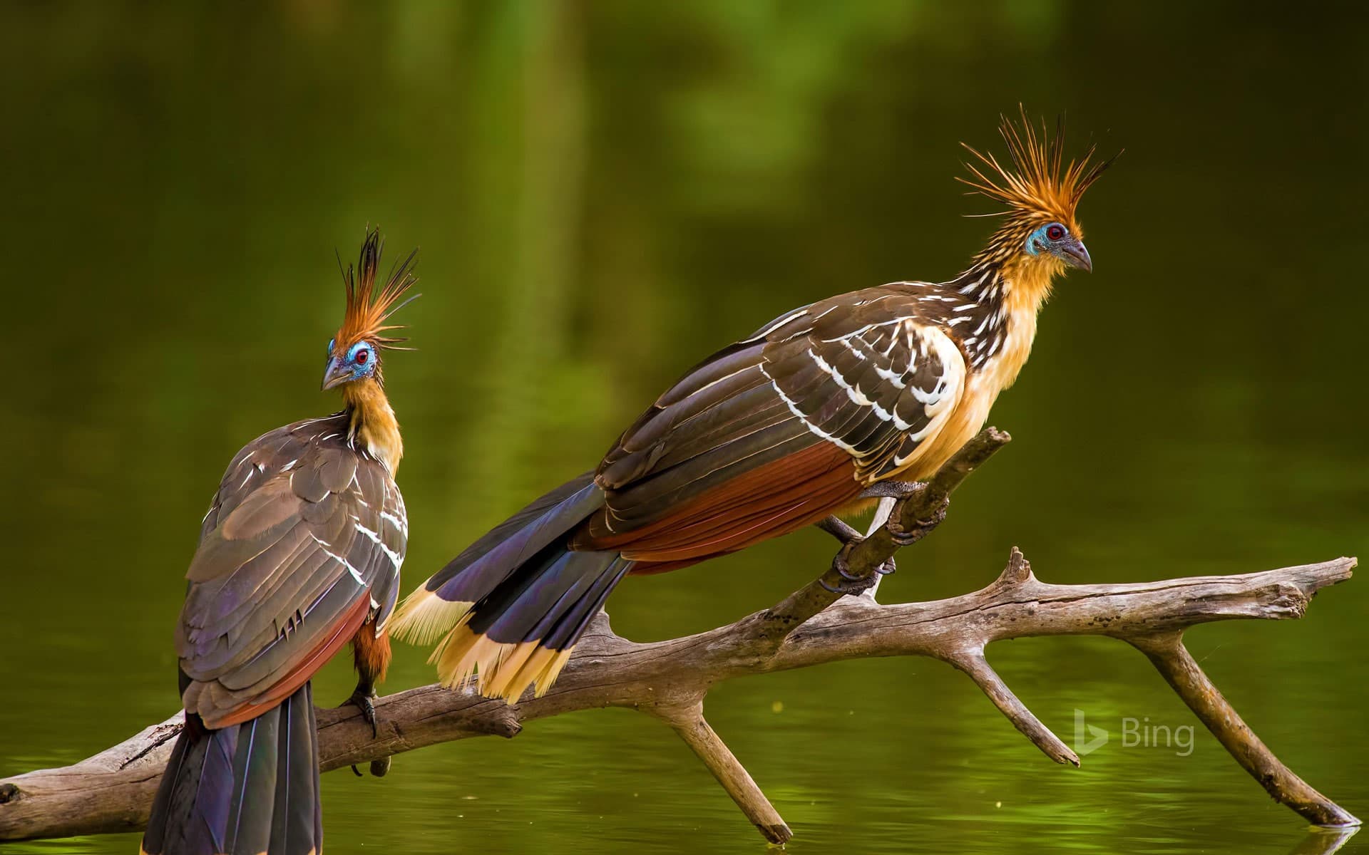 Bing Wallpaper: Two hoatzins, perched in Brazil