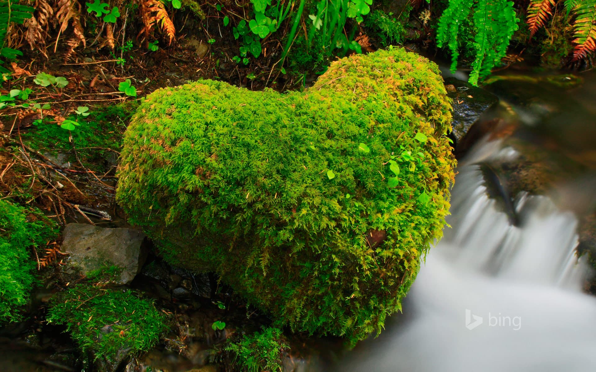 Bing Wallpaper: Hoh Rainforest, Olympic National Park, Washington, USA