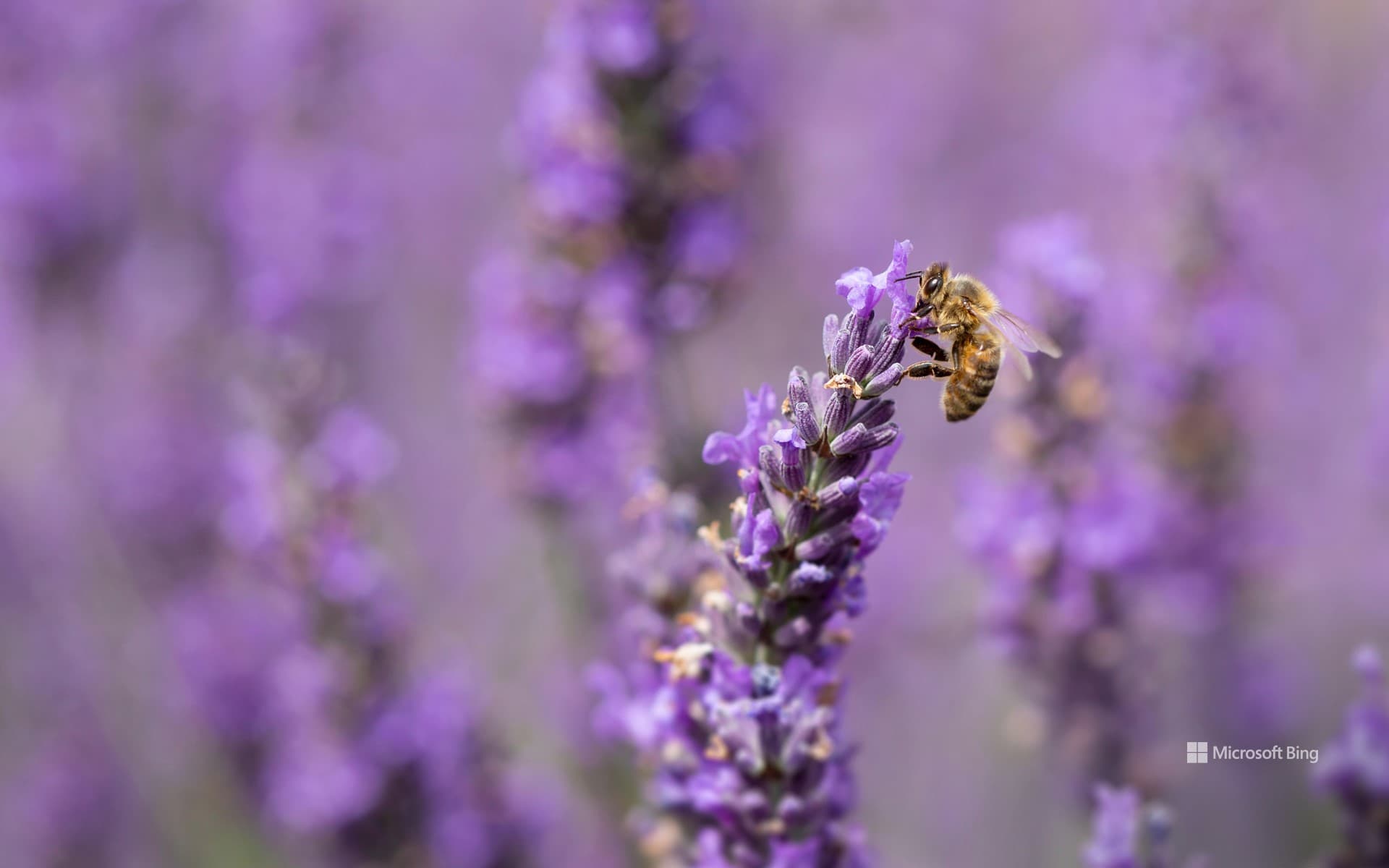 Bing Wallpaper: Honey bee on lavender flowers