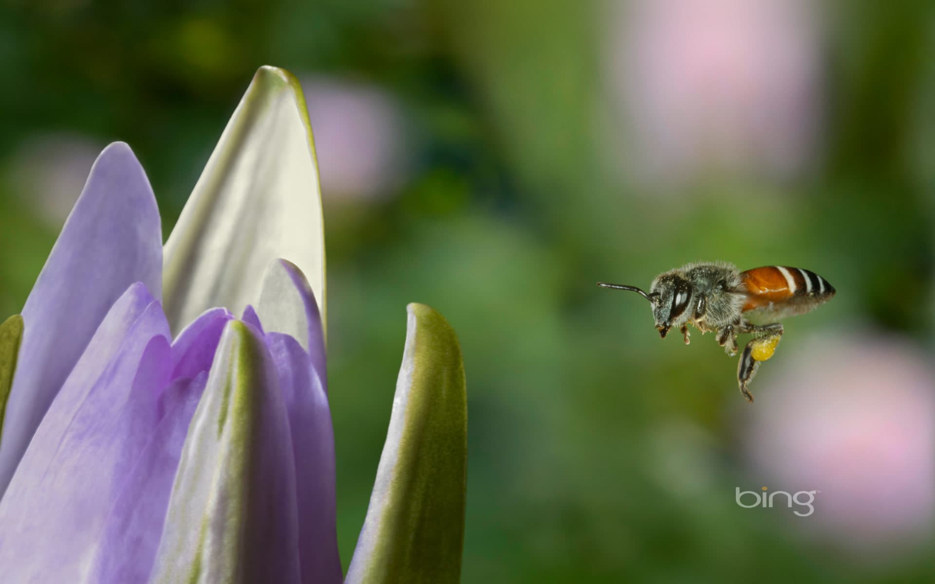 Bing Wallpaper: Western honey bee