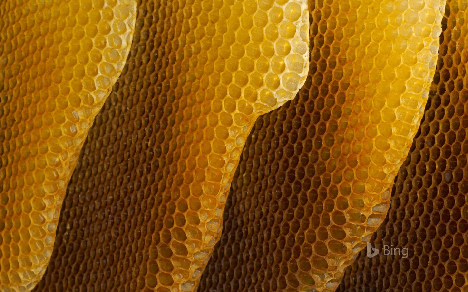Bing Wallpaper: Honeycombs