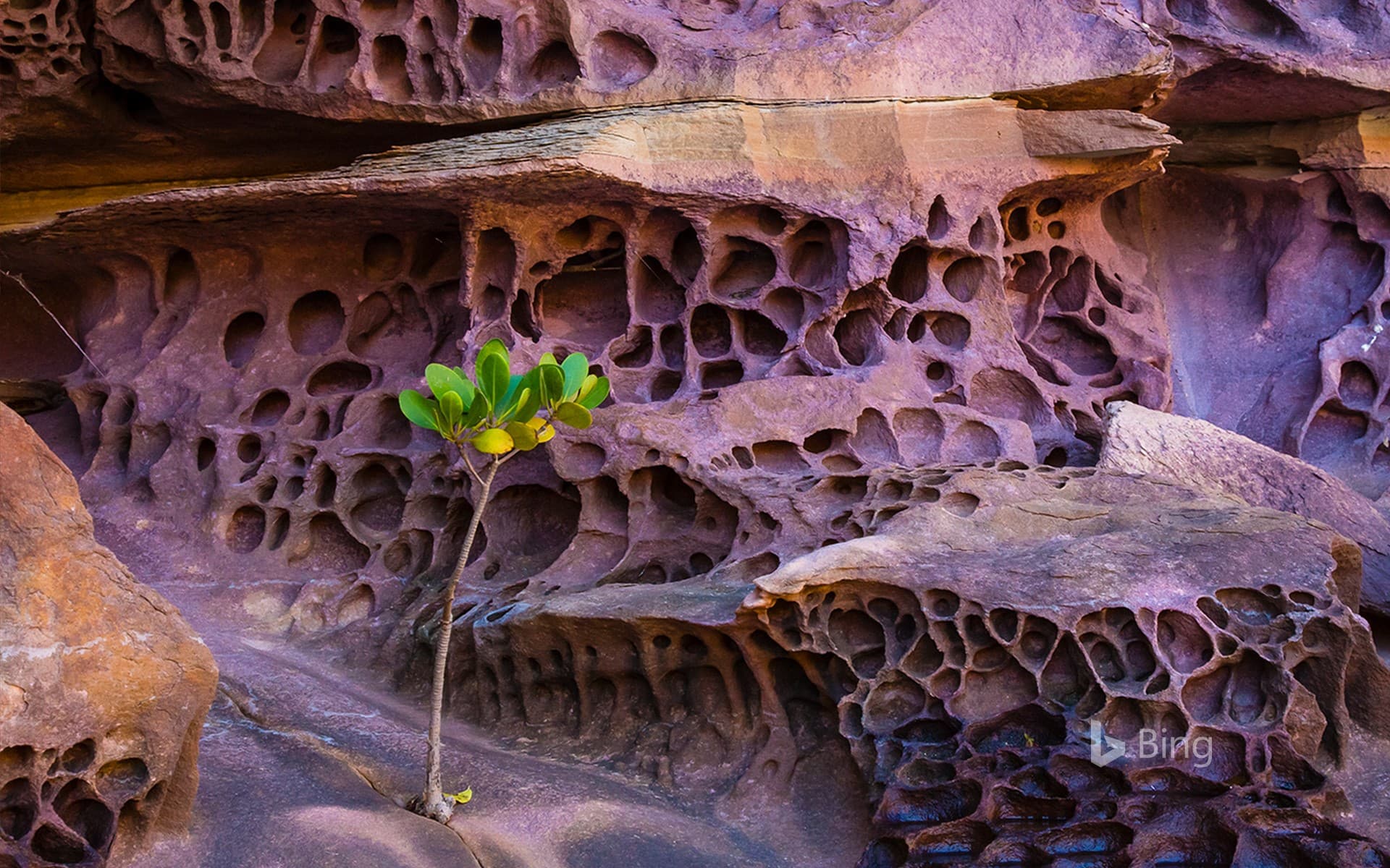 Bing Wallpaper: Honeycomb weathering in the Koolama Bay, Northwest Australia