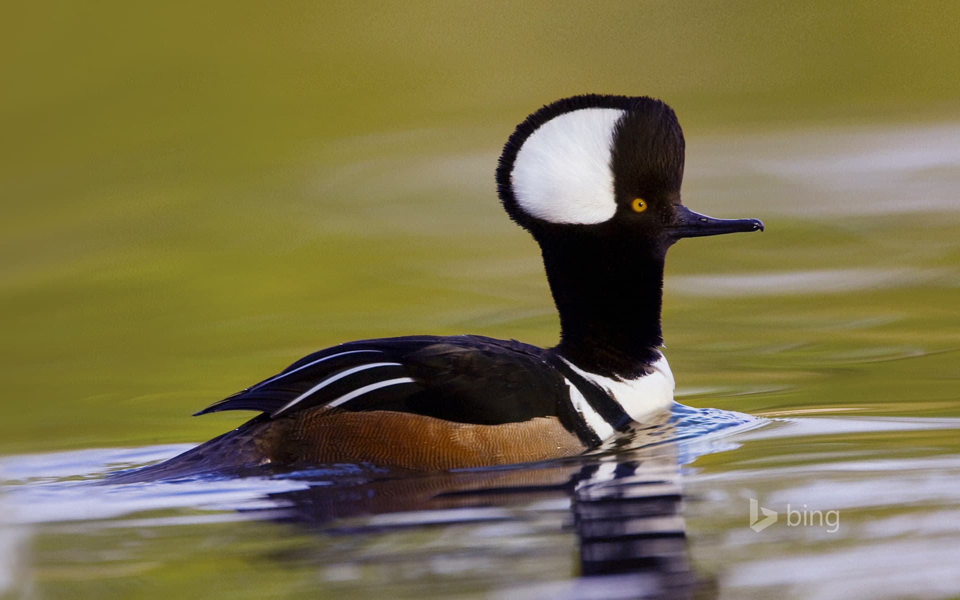 Bing Wallpaper: Male hooded merganser in Beaufort, South Carolina