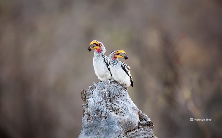 Southern yellow-billed hornbills in Kruger National Park, South Africa