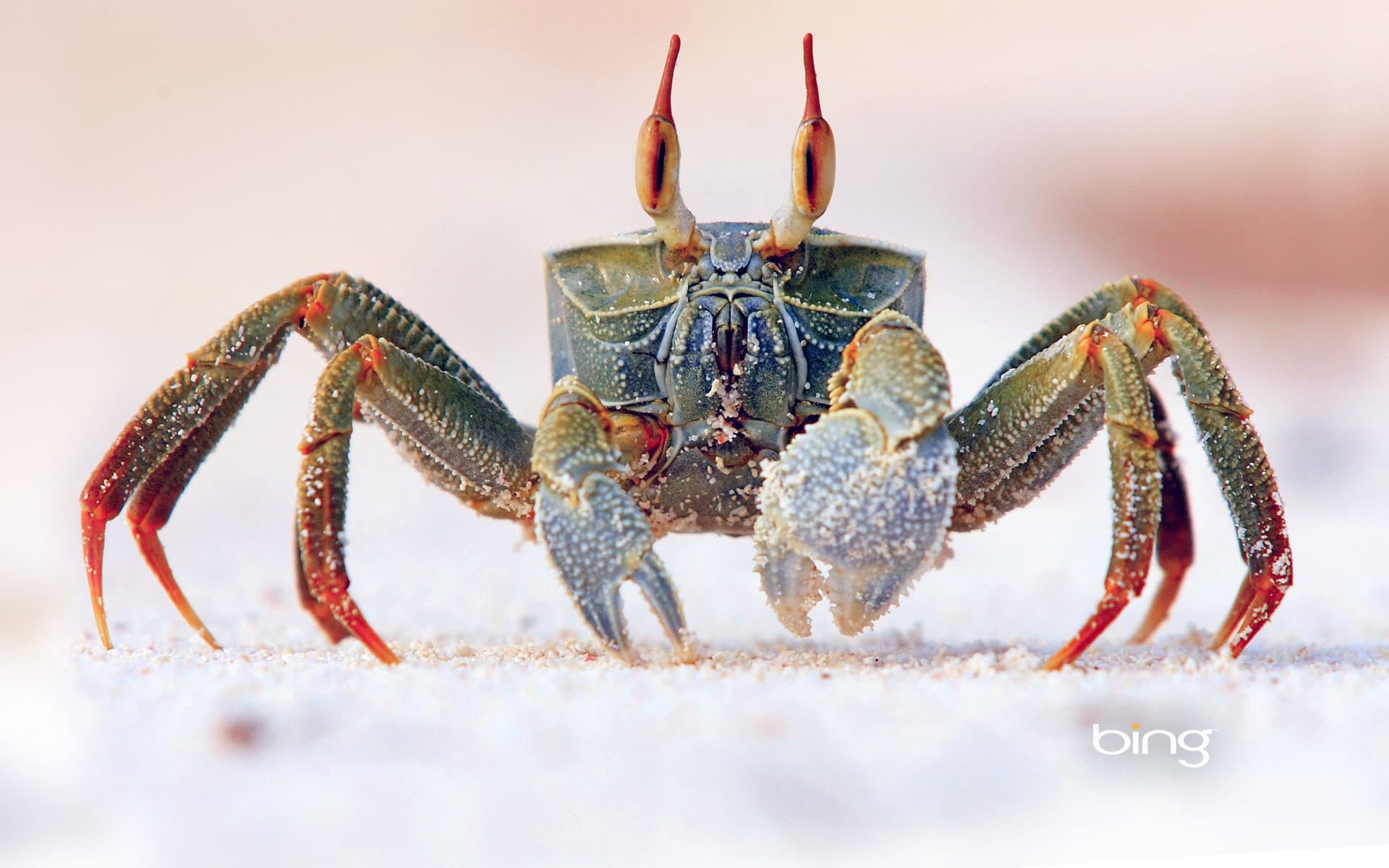 Bing Wallpaper: Horned ghost crab on Bird Island in the Seychelles