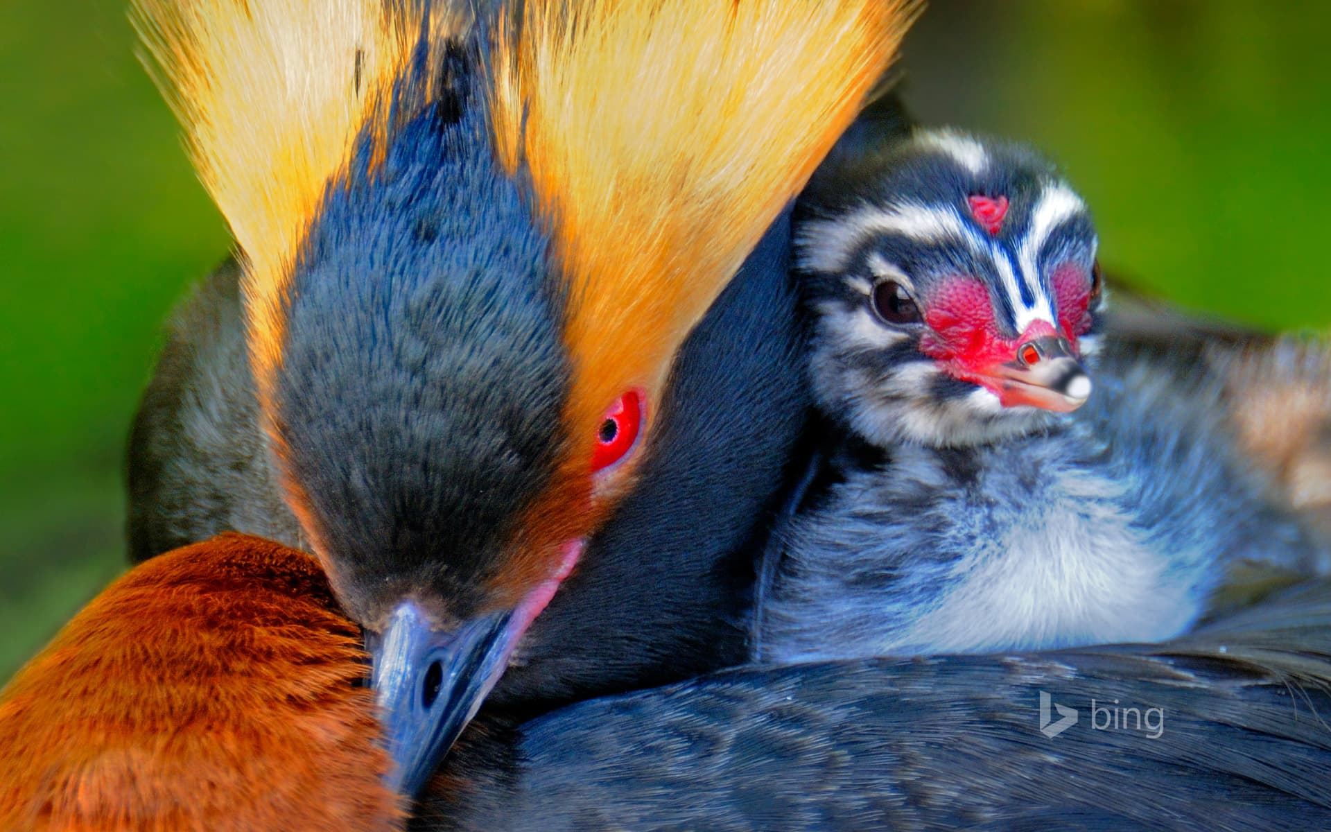 Bing Wallpaper: Horned grebe carrying its chick