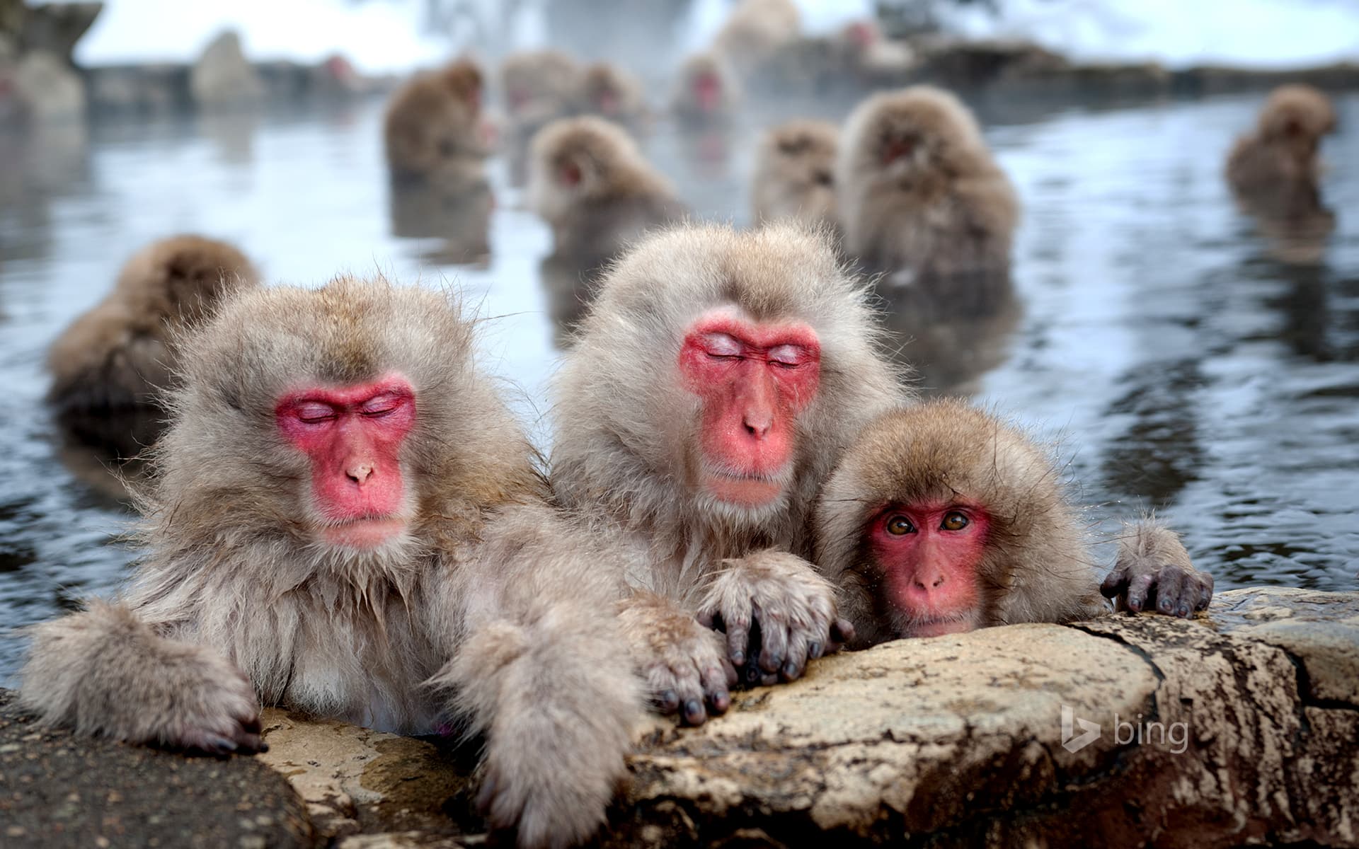 Bing Wallpaper: Snow monkeys (Japanese macaques), Nagano, Japan