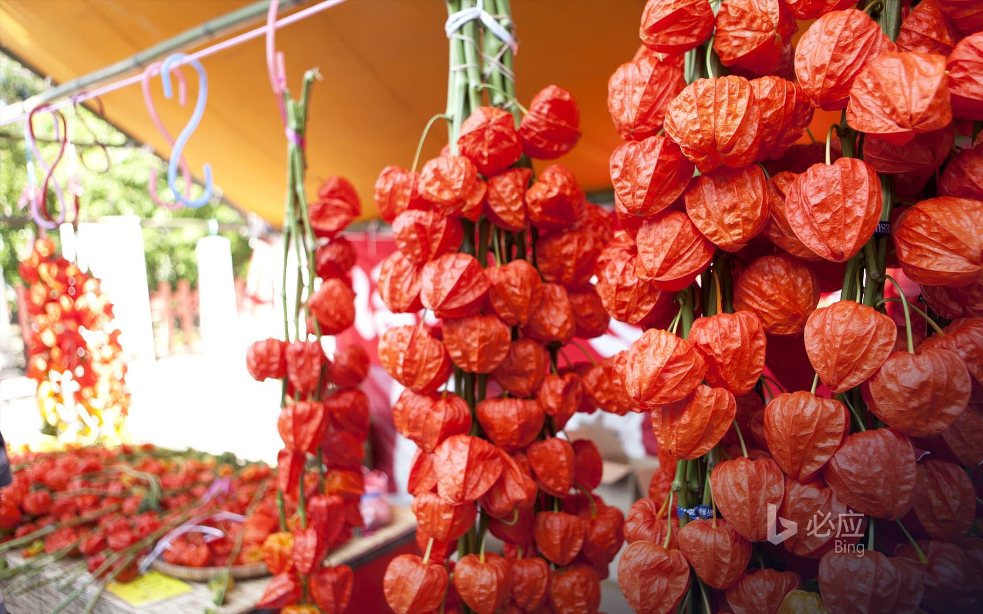 Bing Wallpaper: "Hozuki City" Tokyo, Sensoji Temple
