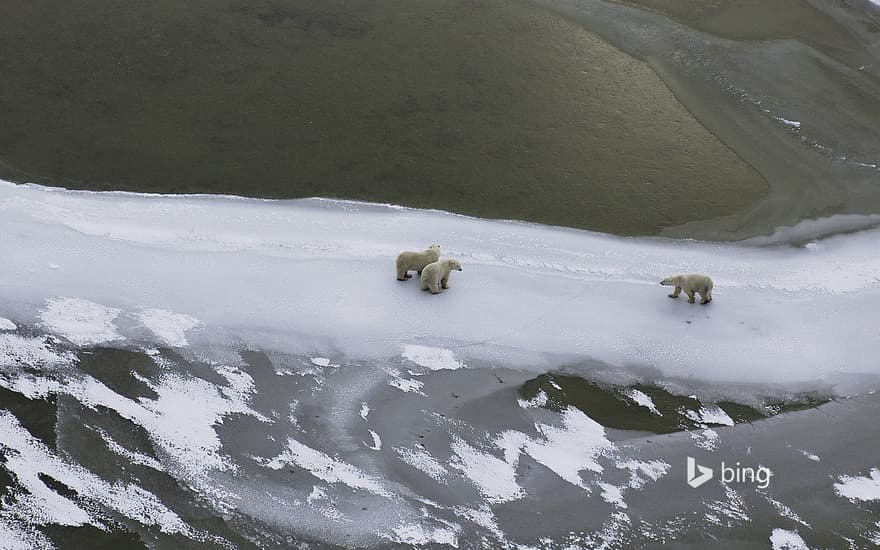 Polar bear mother and cubs in Hudson Bay, Canada