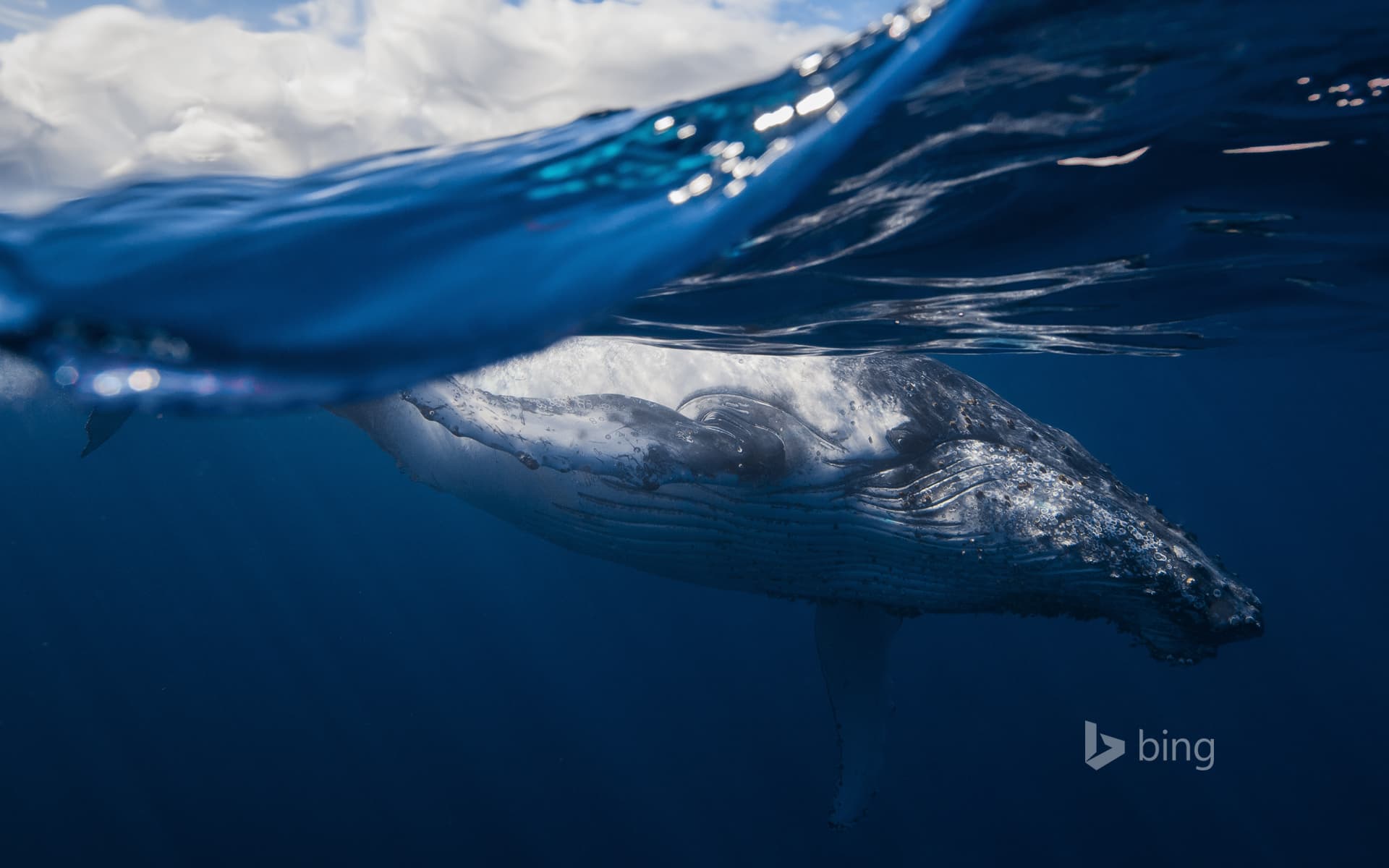 Bing Wallpaper: Humpback whale