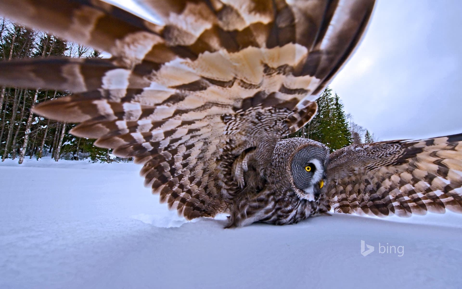 Bing Wallpaper: A great grey owl on the hunt