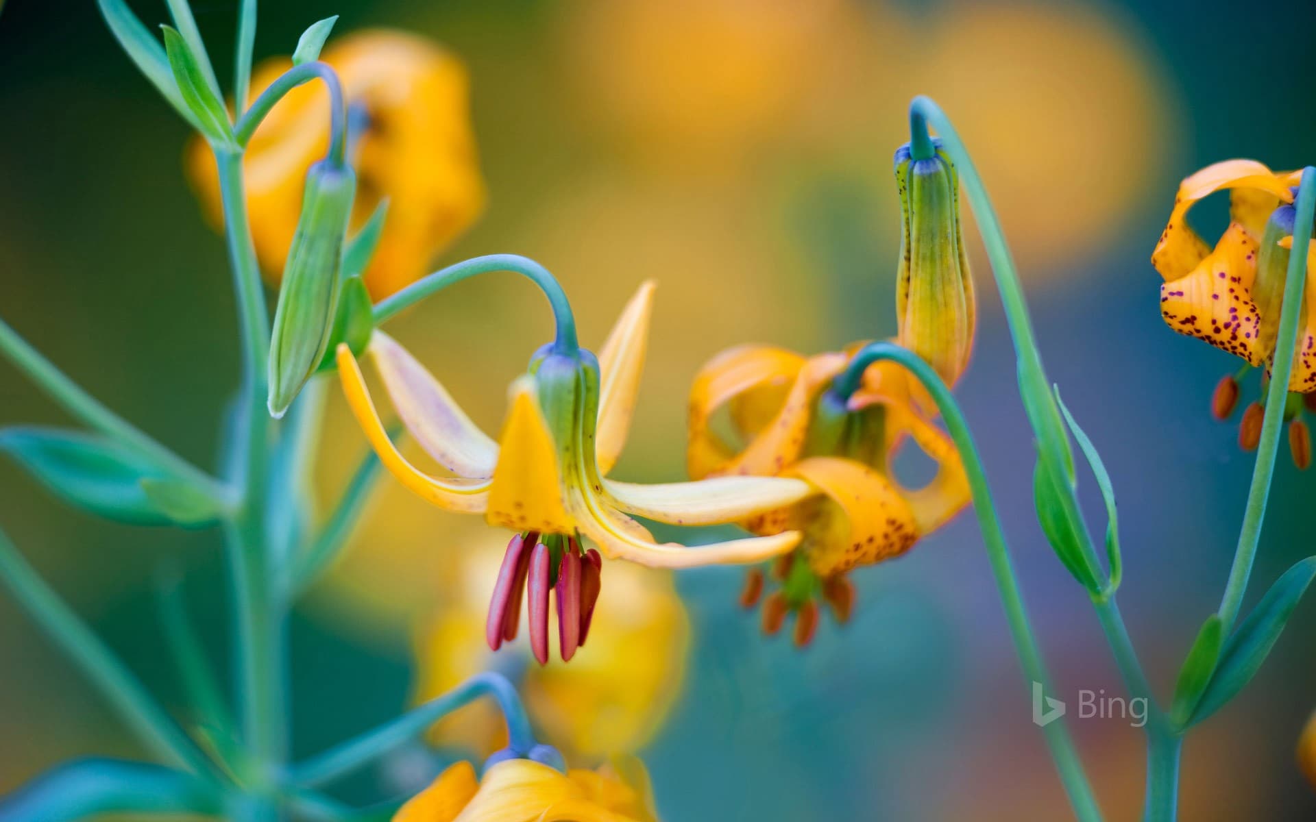 Bing Wallpaper: Columbian lilies on Hurricane Ridge, Olympic National Park, Washington