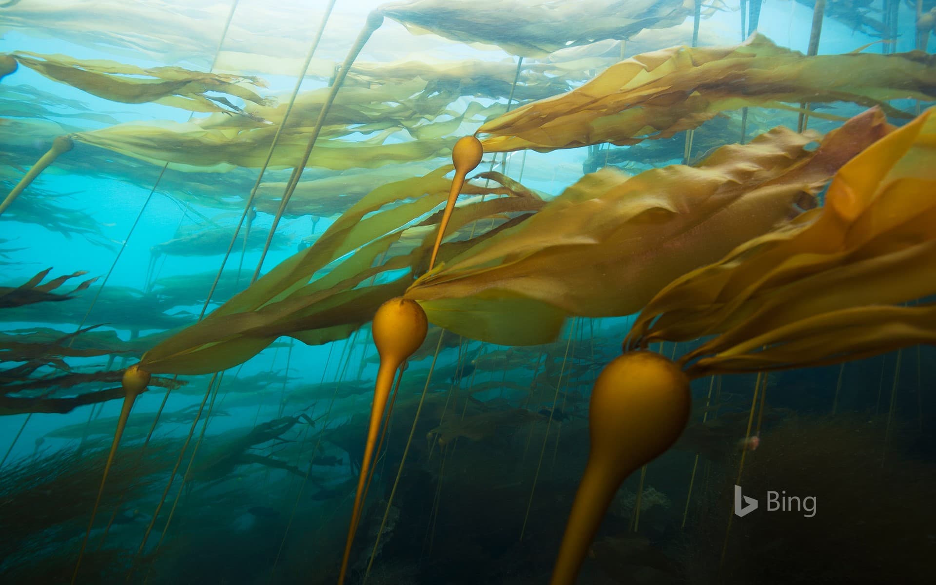Bing Wallpaper: A bull kelp forest in a strong current at Hussar Point, Browning Pass, British Columbia, Canada