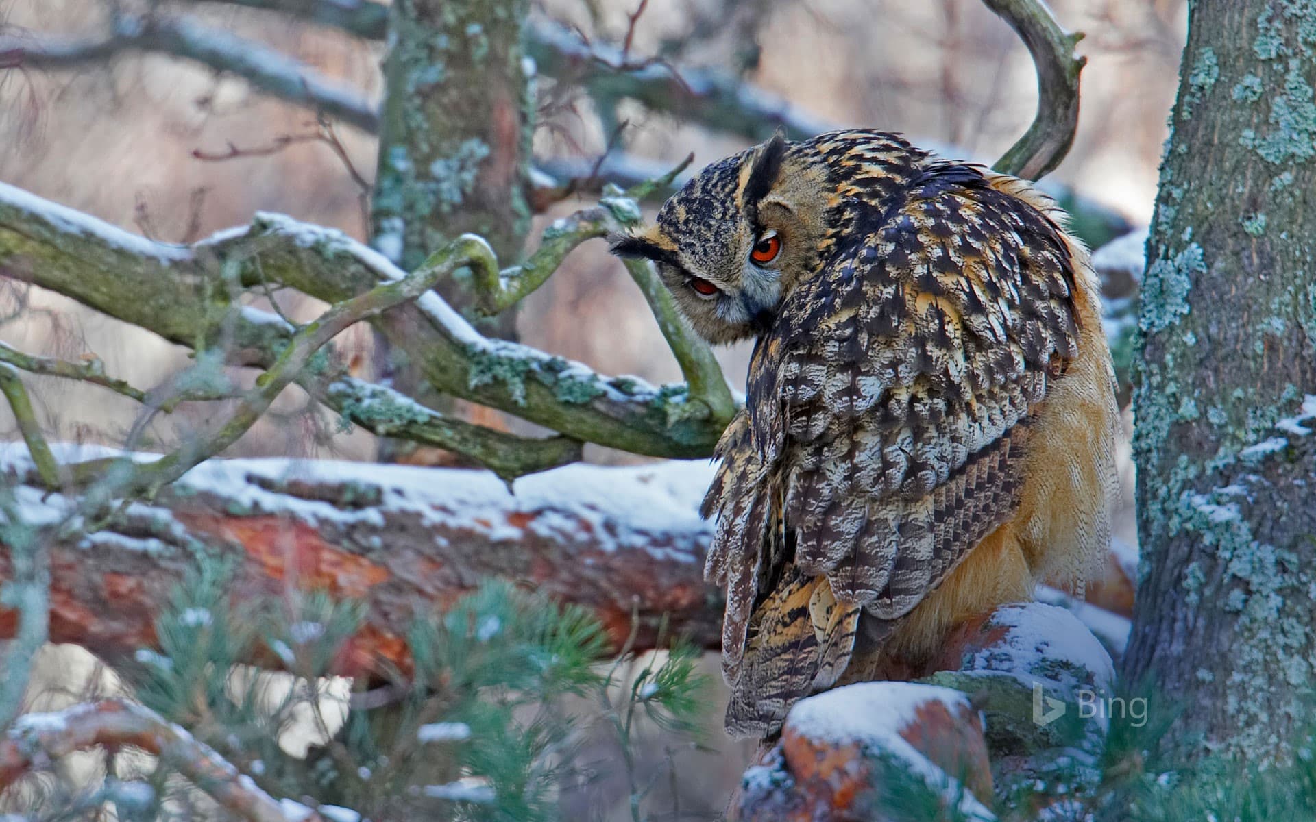 Bing Wallpaper: An eagle-owl in Helsinki, Finland