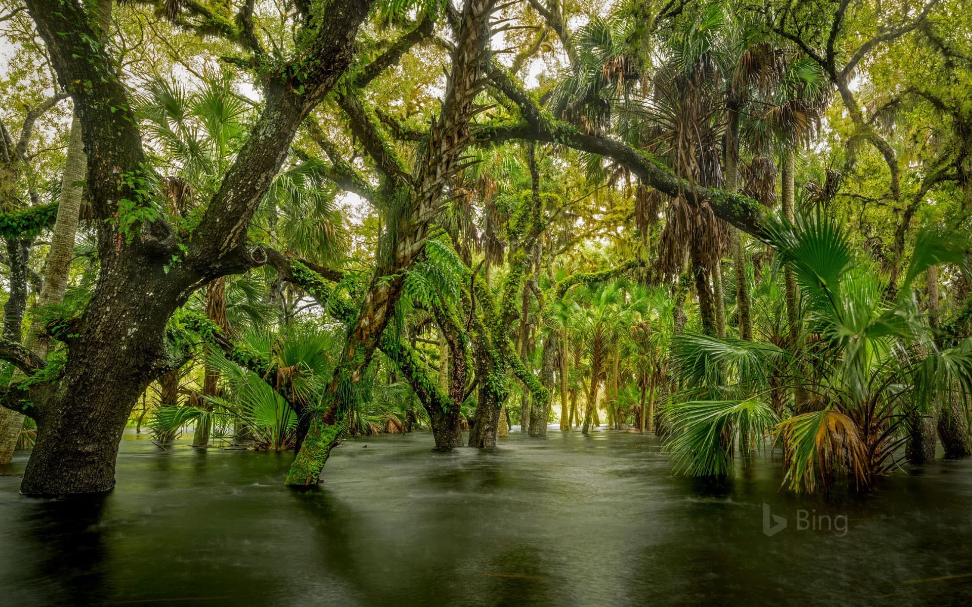 Bing Wallpaper: Myakka River State Park, Florida