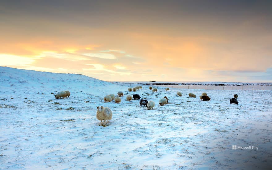 Bing Wallpaper: Sheep grazing in snow, Iceland