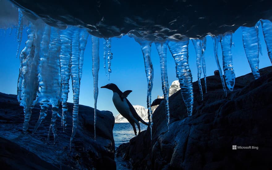 Bing Wallpaper: Gentoo penguin, Petermann Island, Antarctica