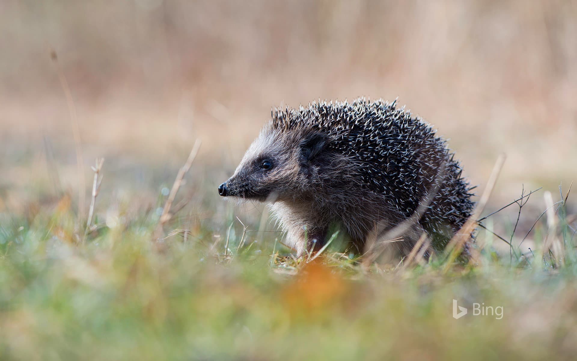 Bing Wallpaper: European hedgehog in Emsland, Germany