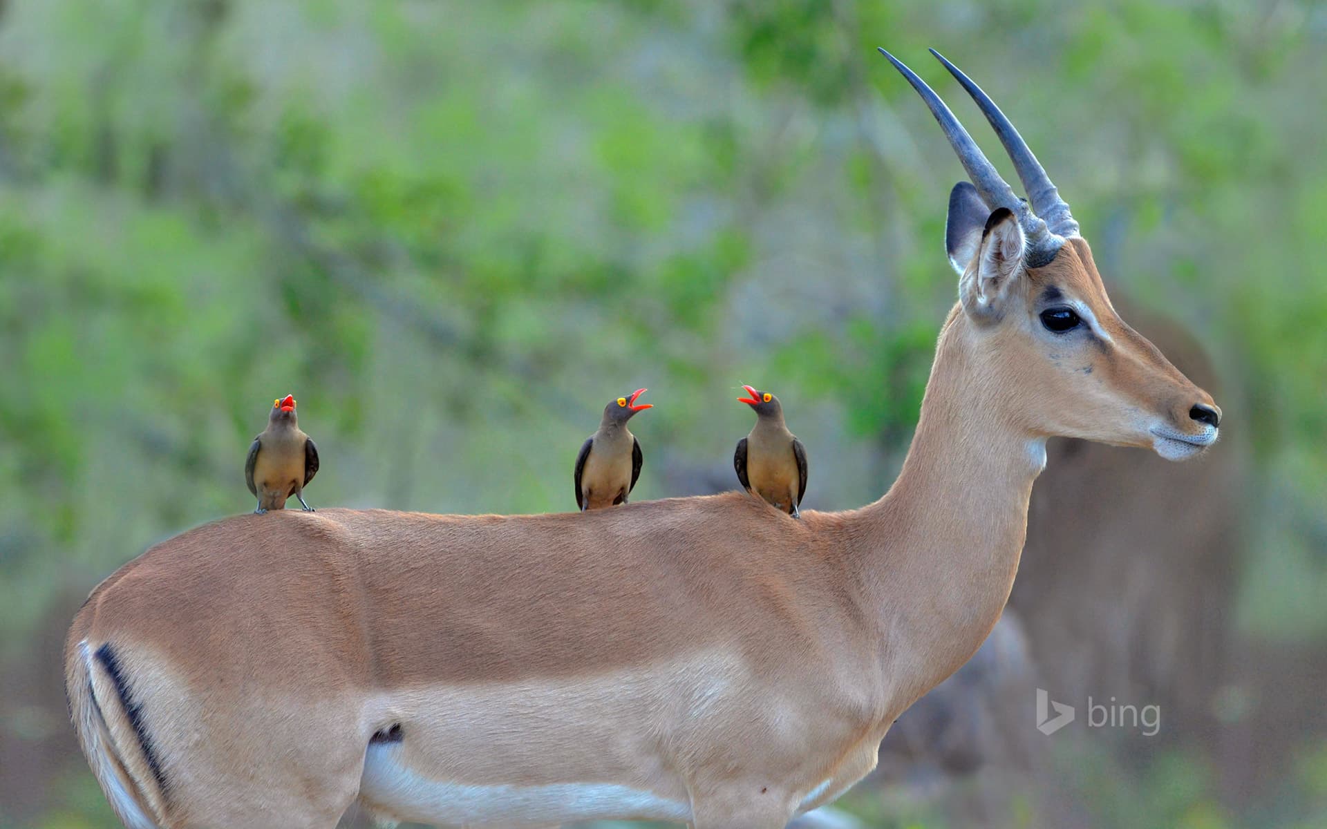 Bing Wallpaper: Red-billed oxpeckers on an impala, Kruger National Park, South Africa