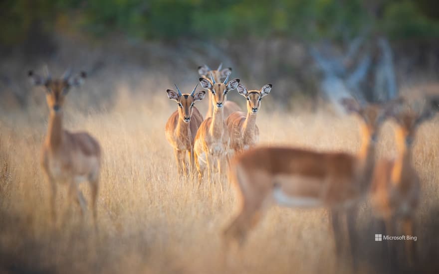 A herd of impalas, Londolozi Game Reserve, South Africa