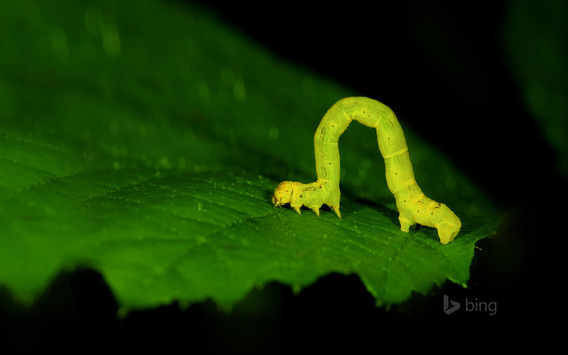 Bing Wallpaper: Geometer moth larva, aka an inchworm