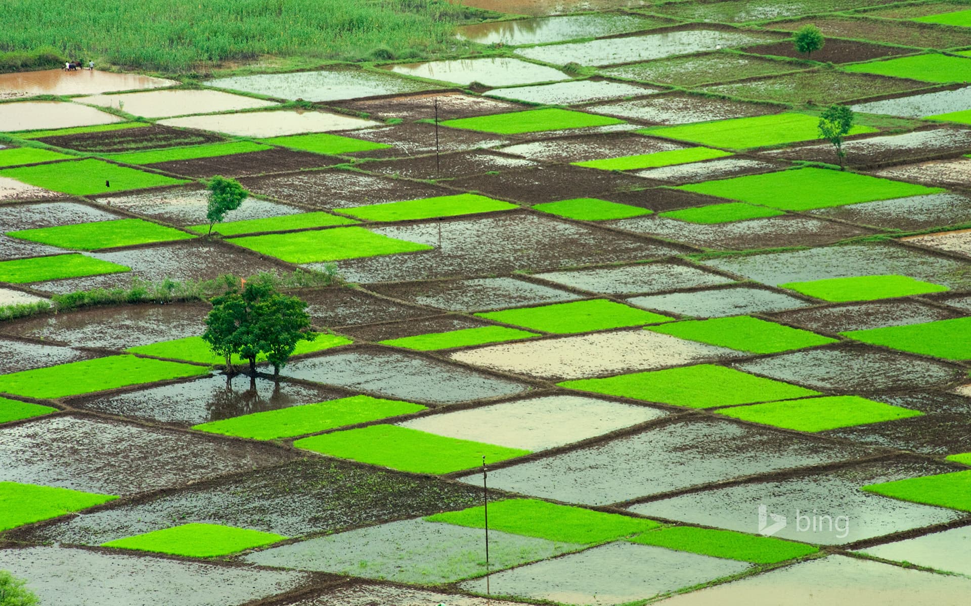 Bing Wallpaper: Rice field during monsoon, Chiplun, Ratnagiri, Maharashtra, India