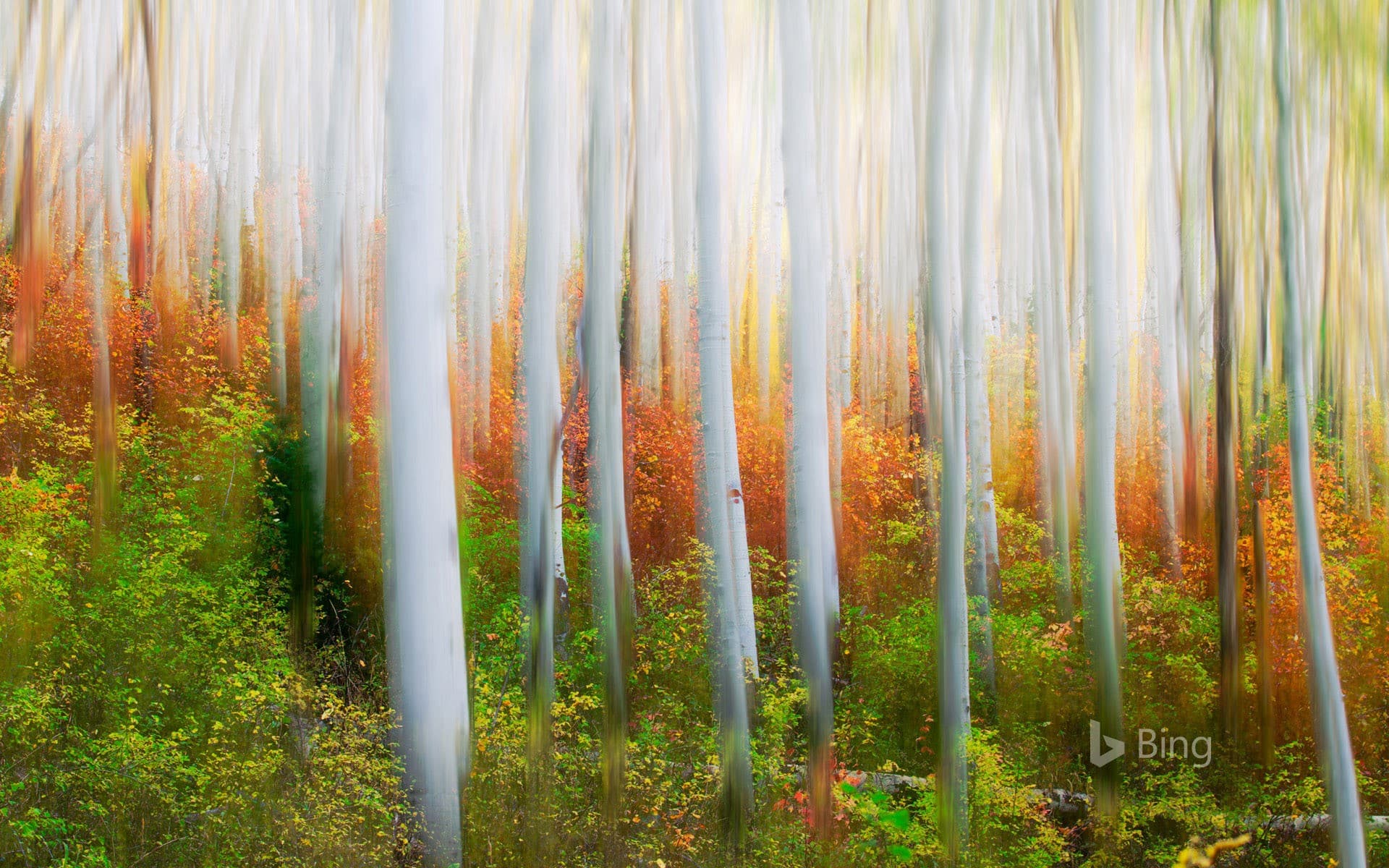 Bing Wallpaper: Iron Canyon Trail near Park City, Utah
