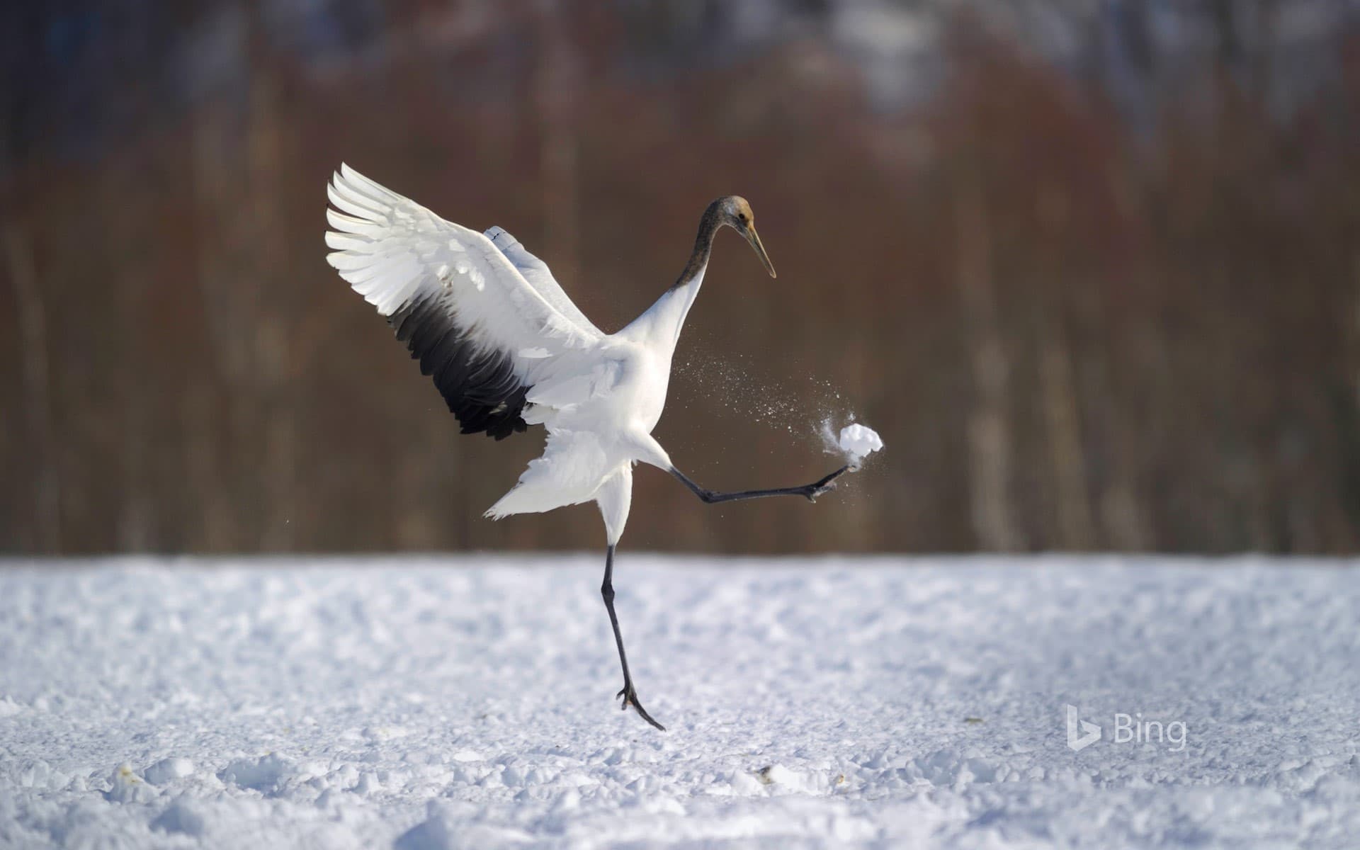 Bing Wallpaper: Japanese crane in Hokkaido, Japan