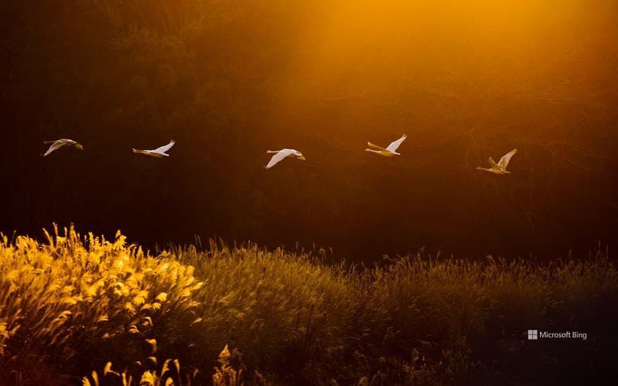 Whooper swans, Kotoku Pond, Japan