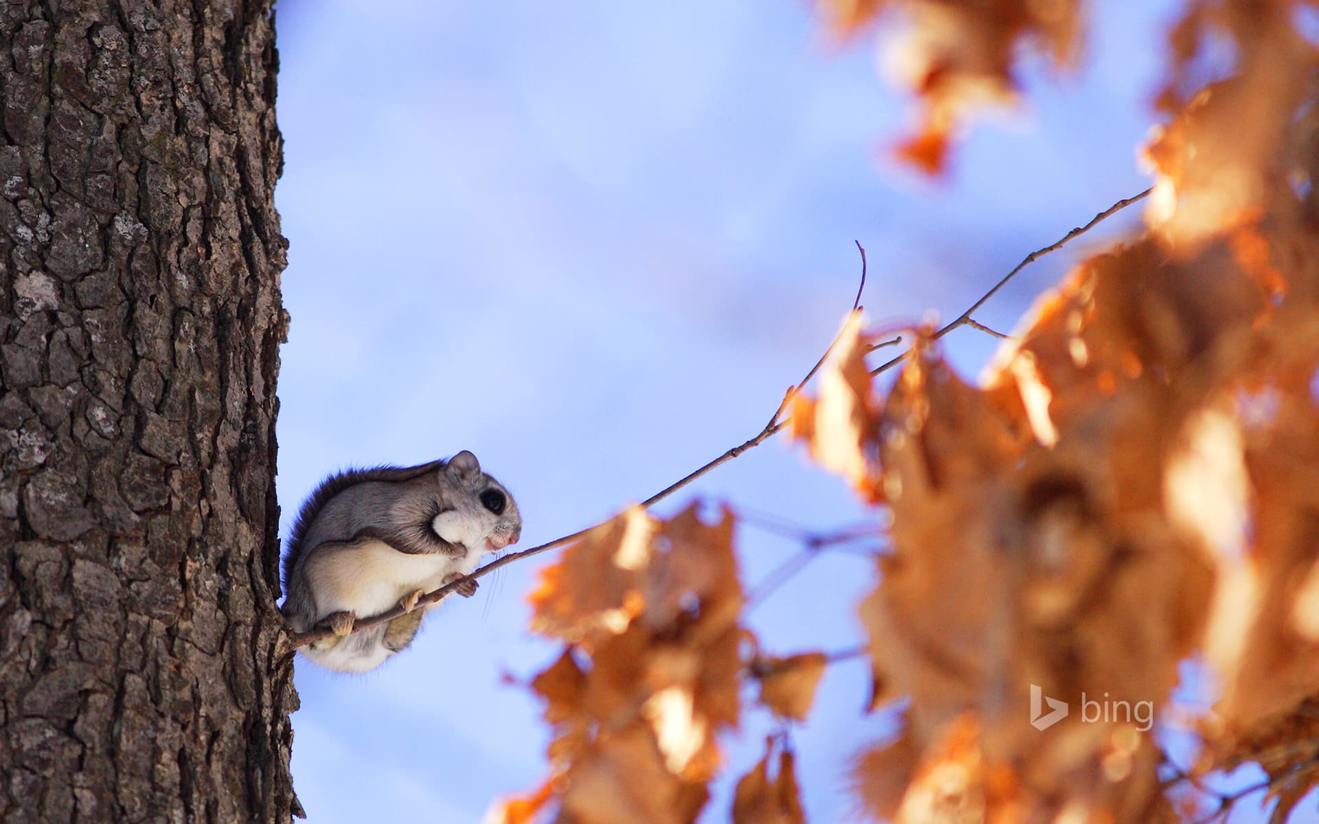Bing Wallpaper: Japanese dwarf flying squirrel