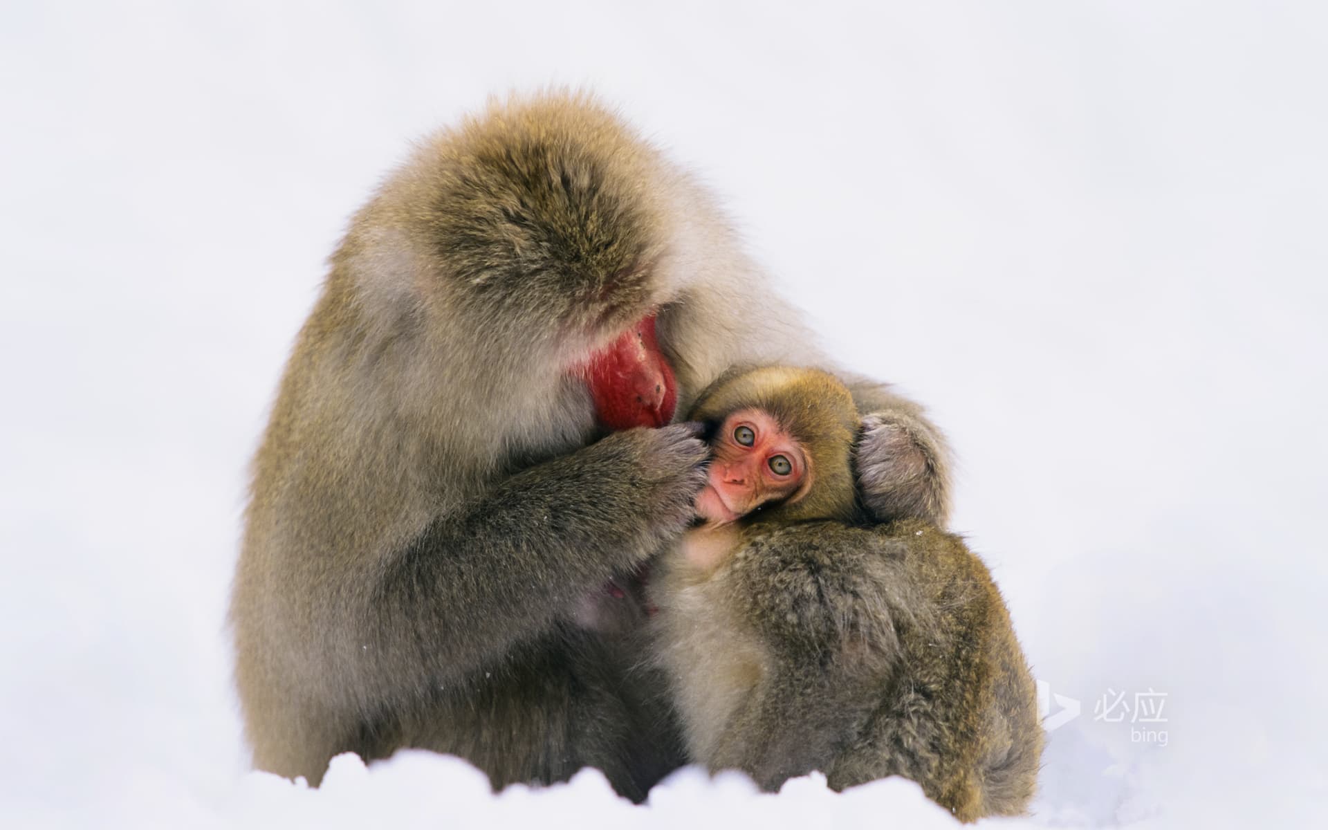 Bing Wallpaper: Japanese Alps, Japanese macaques in the snow