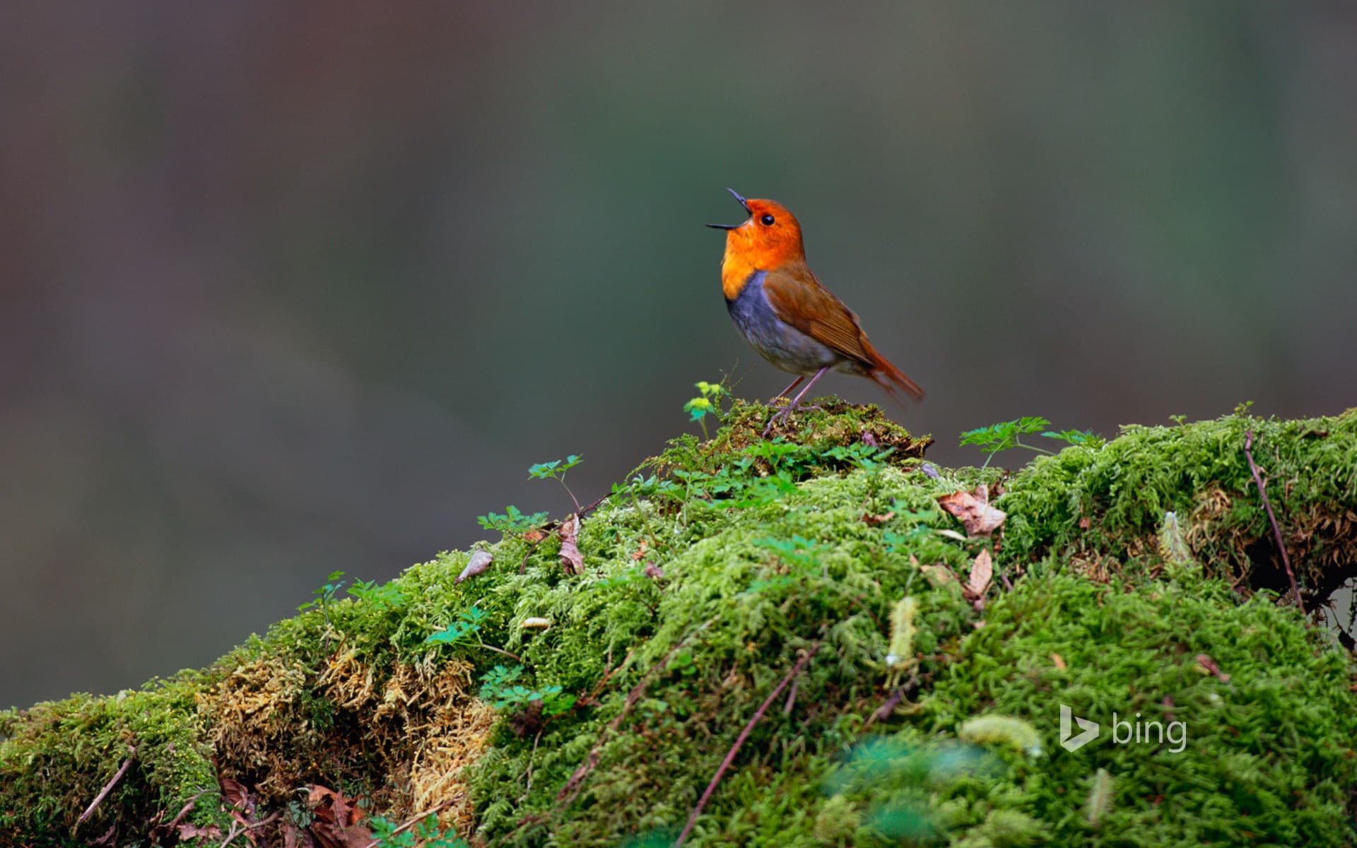 Bing Wallpaper: Japanese robin, Yatsugatake, Nagano, Japan
