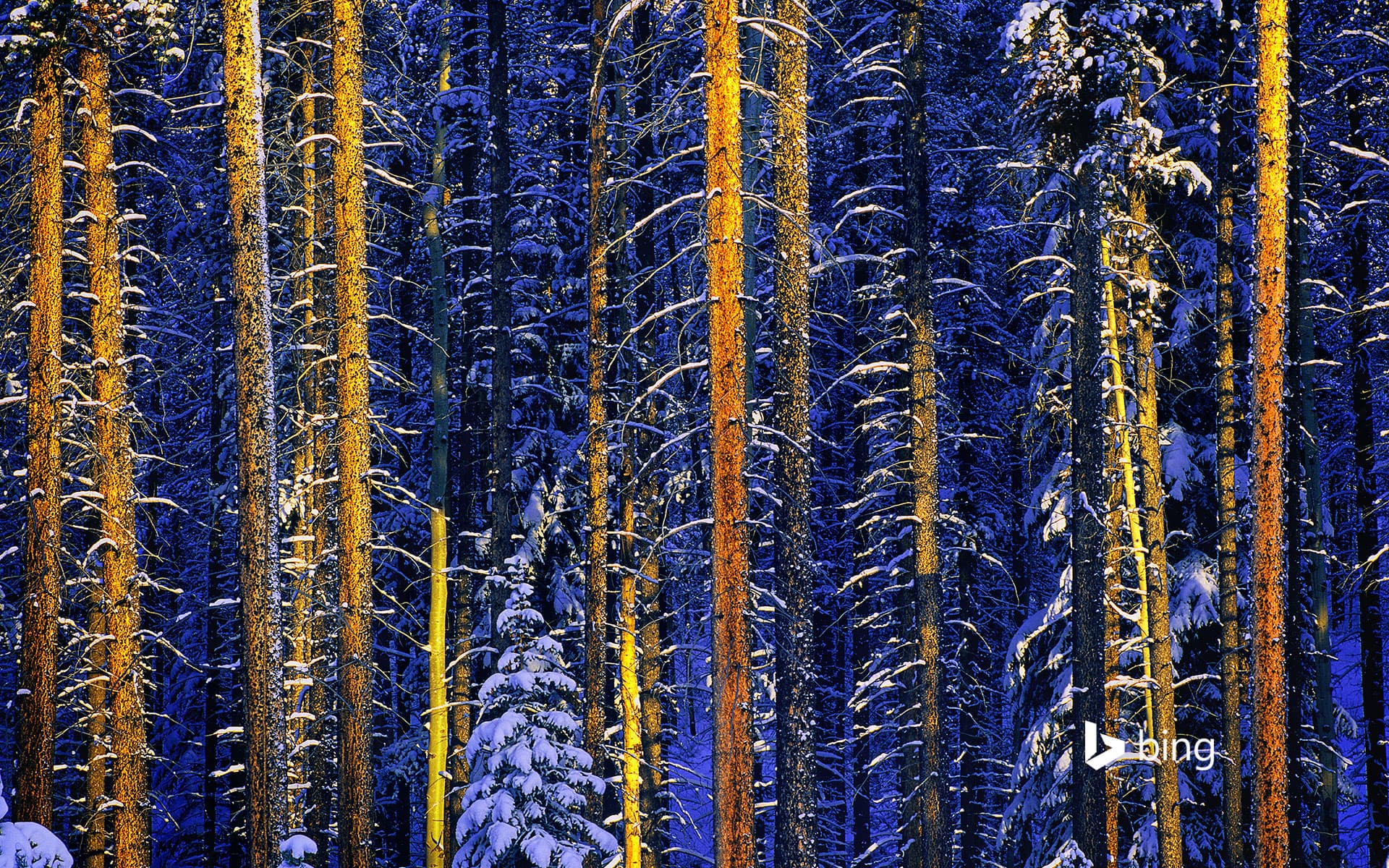 Bing Wallpaper: Trees, Jasper National Park, Alberta, Canada