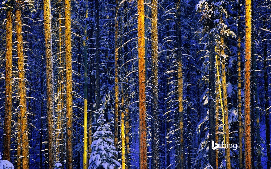 Trees, Jasper National Park, Alberta, Canada