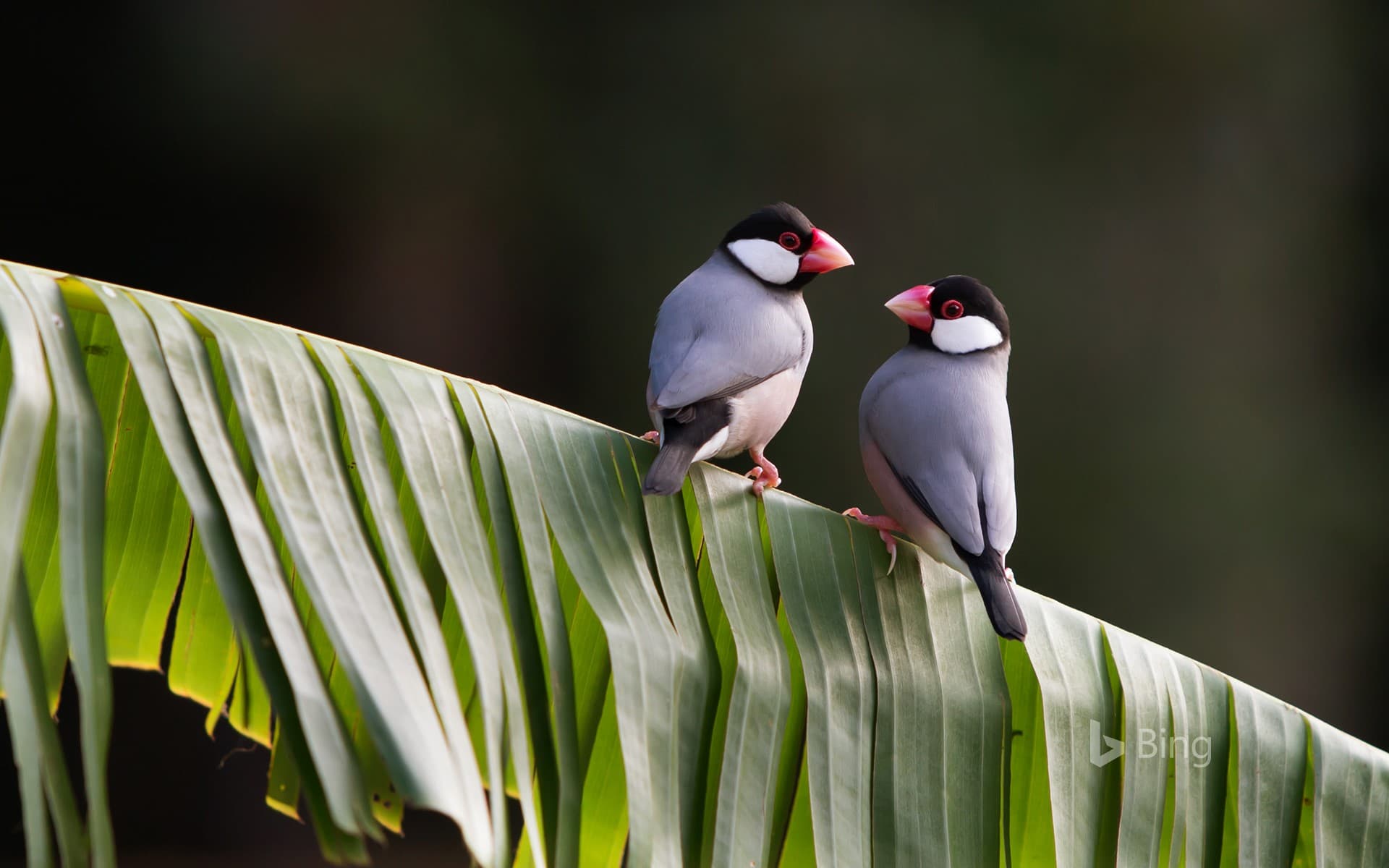 Bing Wallpaper: Tropical Java sparrows on a leaf