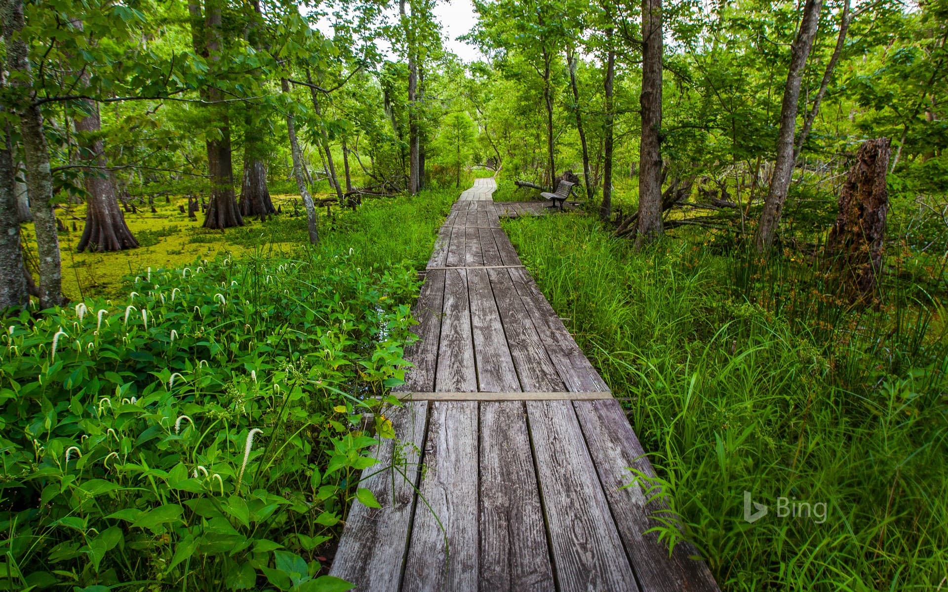Bing Wallpaper: Barataria Trail, part of Jean Lafitte National Historical Park, Louisiana
