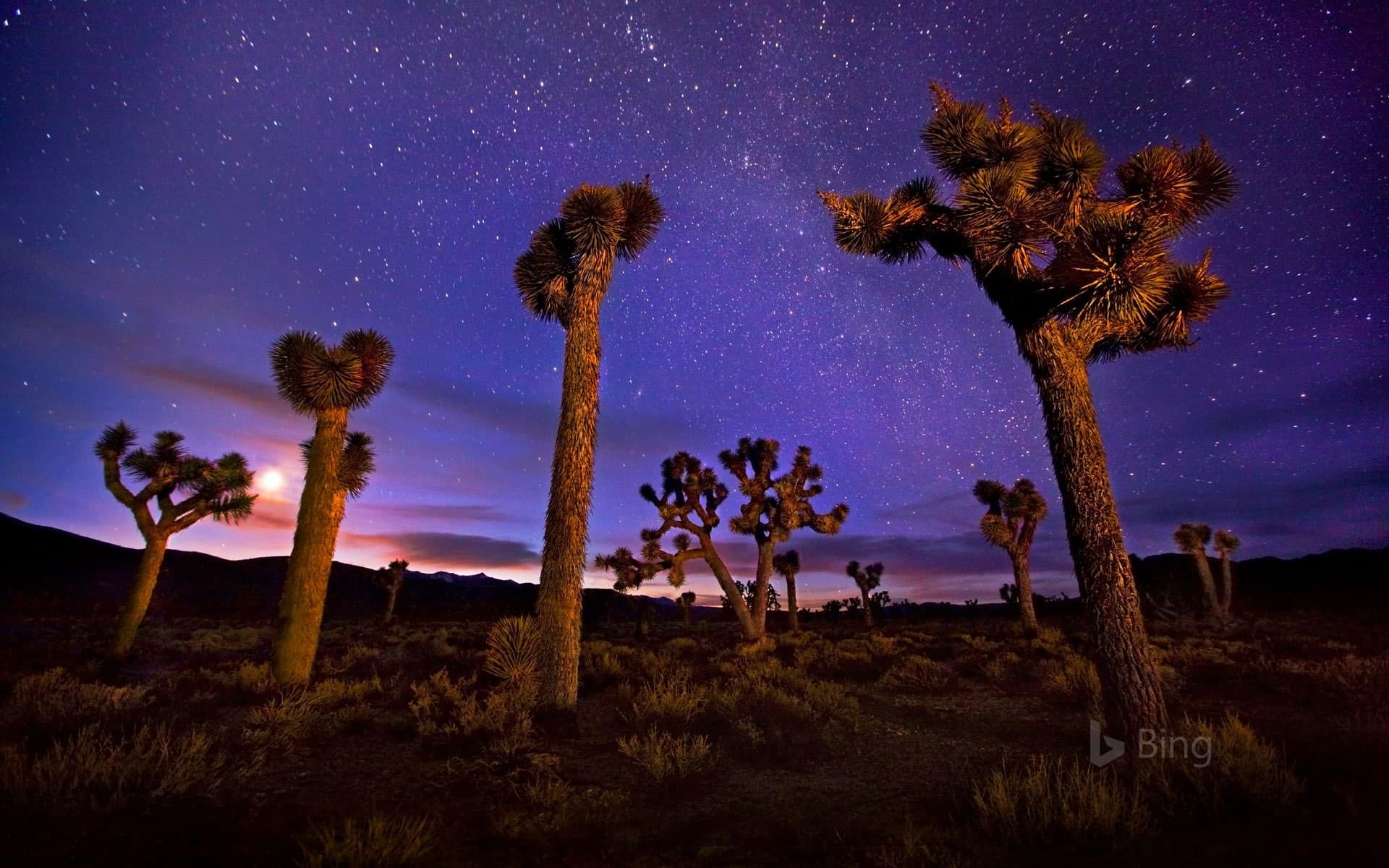 Bing Wallpaper: Joshua trees in Death Valley, California