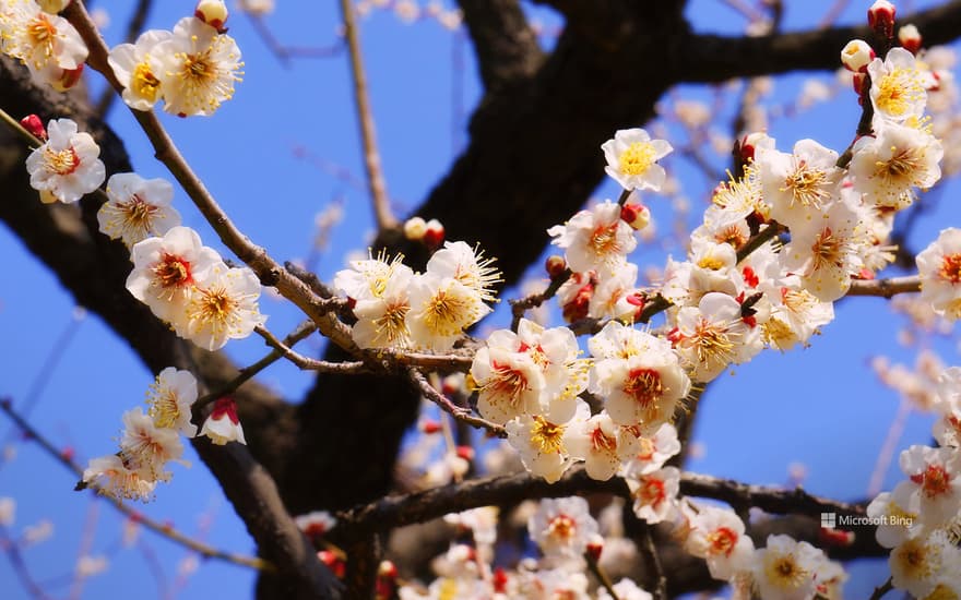 Plum blossoms herald the arrival of spring, Mito City, Ibaraki Prefecture