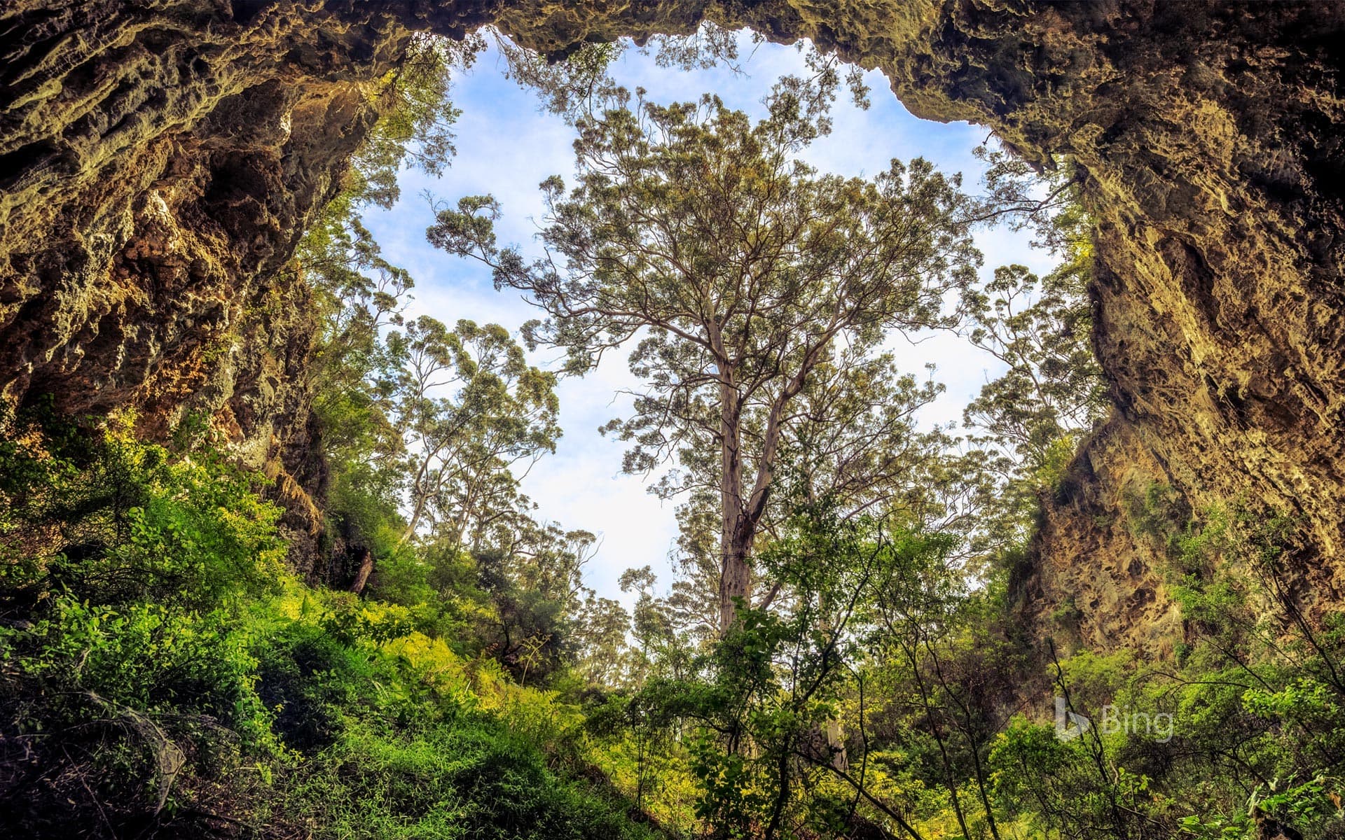 Bing Wallpaper: Giant karri tree at the entrance to a cave in the Margaret River area, Western Australia